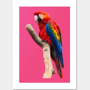 parrot rainbow Posters and Art